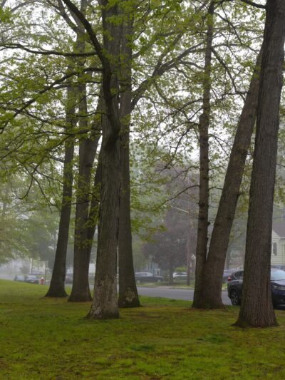 La Grande Park - Fanwood, NJ