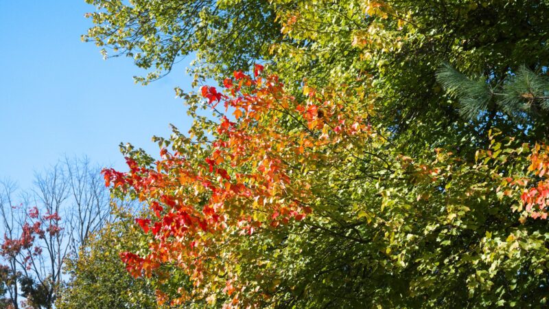 La Grande Park - Fanwood, NJ