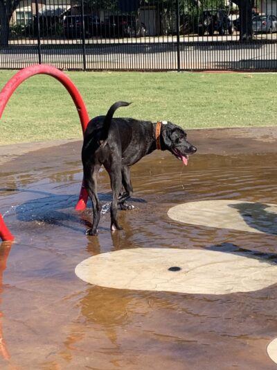 Barney Wood Bark Park - Farmers Branch, TX