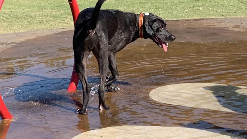 Barney Wood Bark Park - Farmers Branch, TX