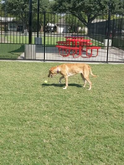 Barney Wood Bark Park - Farmers Branch, TX