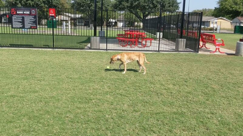 Barney Wood Bark Park - Farmers Branch, TX