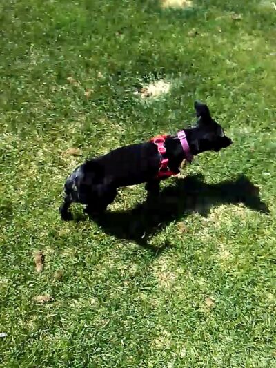 Saddleback Park - Farmington, NM