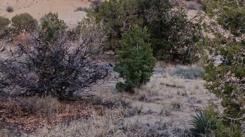 Saddleback Park - Farmington, NM