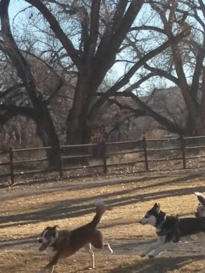 Westland Dog Park - Farmington, NM