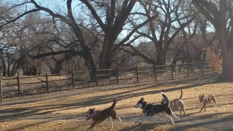 Westland Dog Park - Farmington, NM
