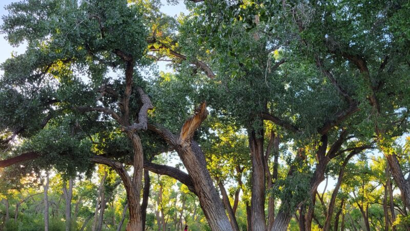 Westland Dog Park - Farmington, NM
