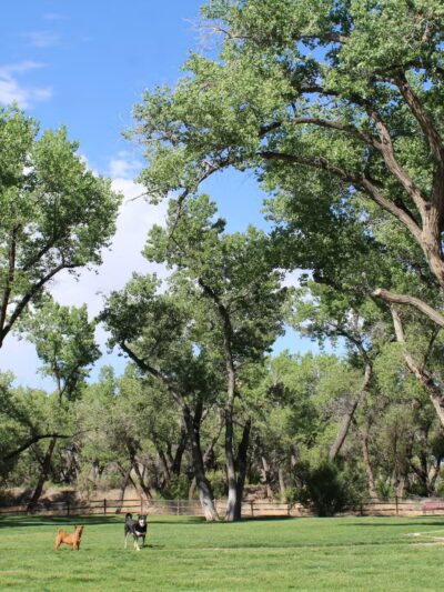 Westland Dog Park - Farmington, NM