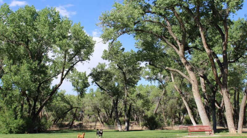 Westland Dog Park - Farmington, NM