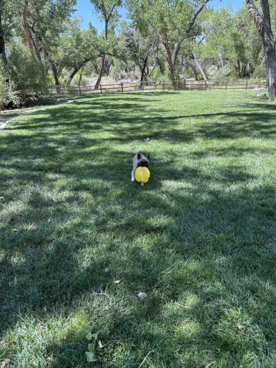Westland Dog Park - Farmington, NM