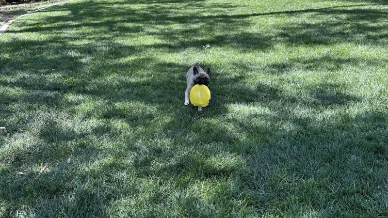 Westland Dog Park - Farmington, NM