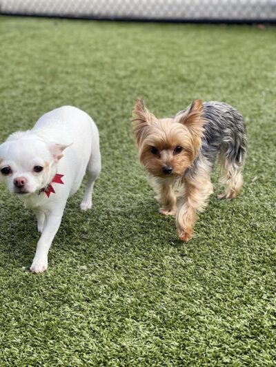 Nemacolin Wooflands Pet Resort & Spa - Farmington, PA