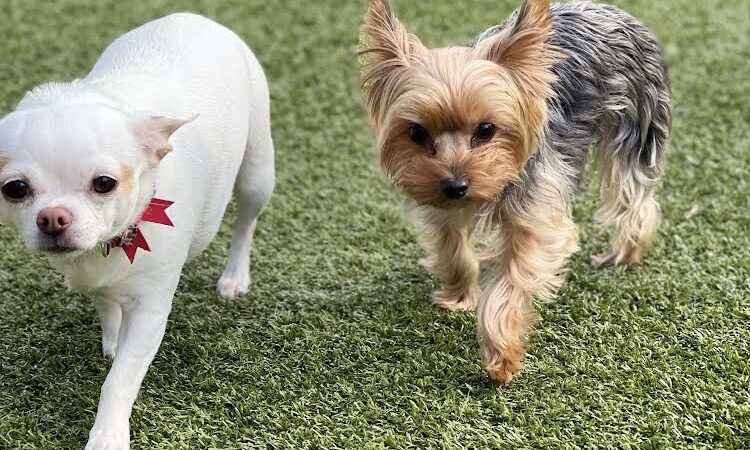 Nemacolin Wooflands Pet Resort & Spa - Farmington, PA