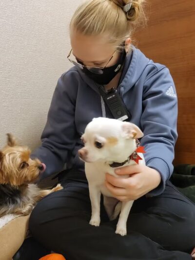 Nemacolin Wooflands Pet Resort & Spa - Farmington, PA