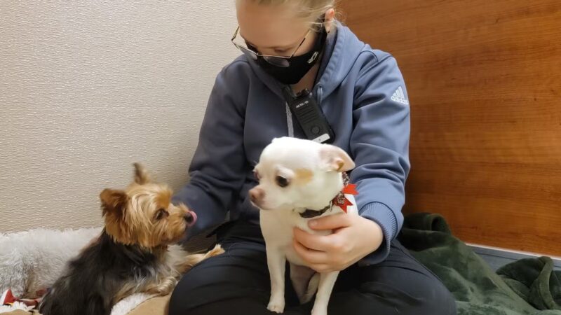 Nemacolin Wooflands Pet Resort & Spa - Farmington, PA