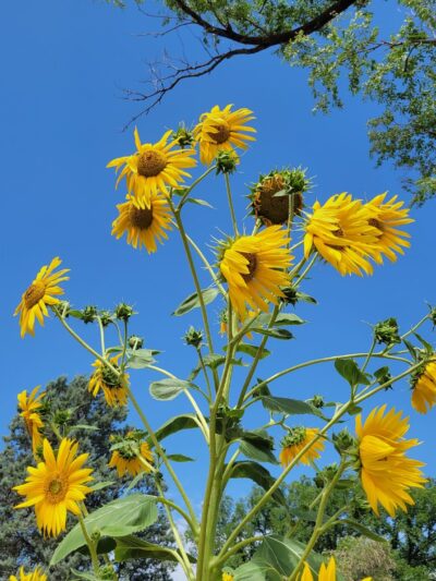 Farwell City Park - Farwell, TX