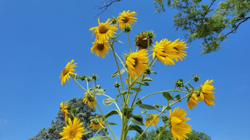 Farwell City Park - Farwell, TX