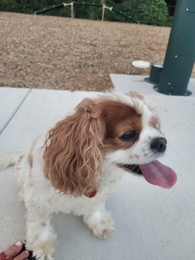 City of Fayetteville Dog Park - Fayetteville, GA