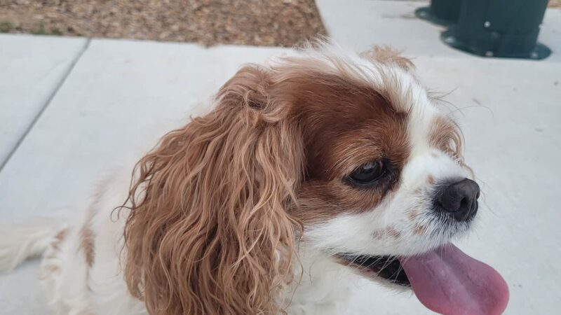 City of Fayetteville Dog Park - Fayetteville, GA