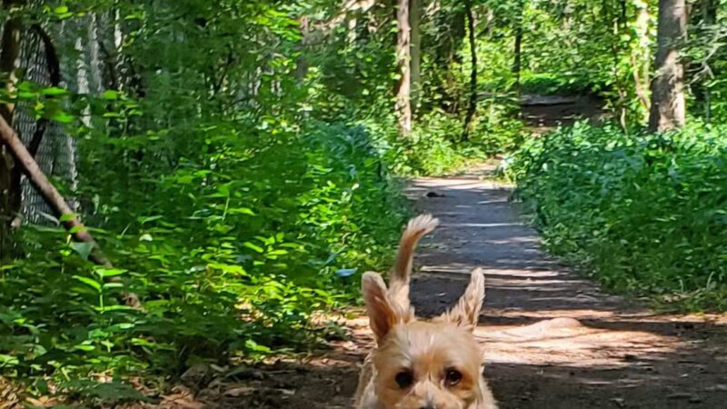 Duguid Park, Fayetteville, N.Y - Fayetteville, NY