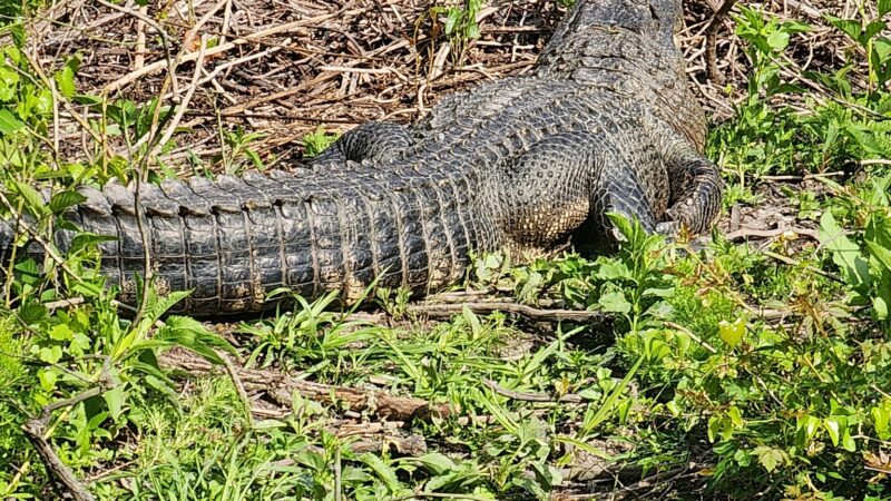 Egan's Creek Greenway Trail - Fernandina Beach, FL