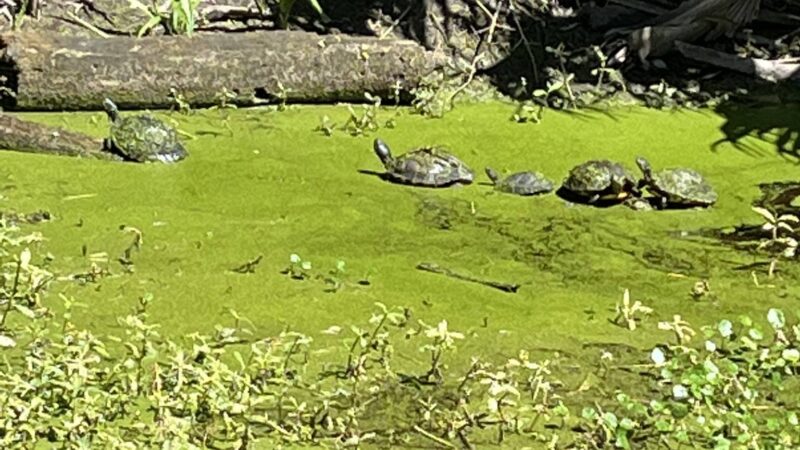Egan's Creek Greenway Trail Parking - Fernandina Beach, FL