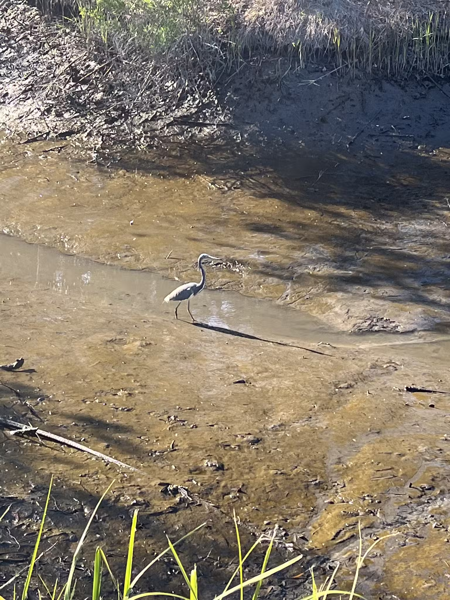 Egan's Creek Greenway Trail Parking - Fernandina Beach, FL