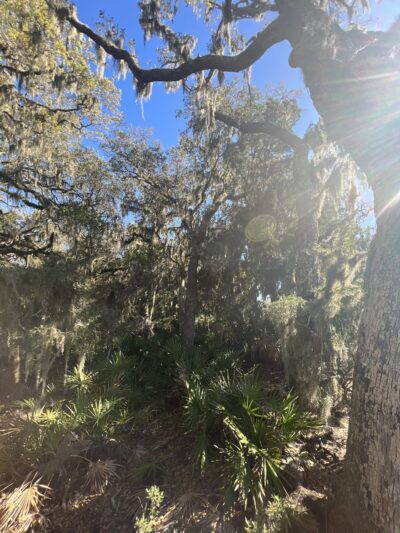Friends of Fort Clinch - Fernandina Beach, FL