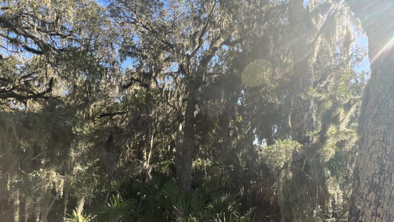 Friends of Fort Clinch - Fernandina Beach, FL