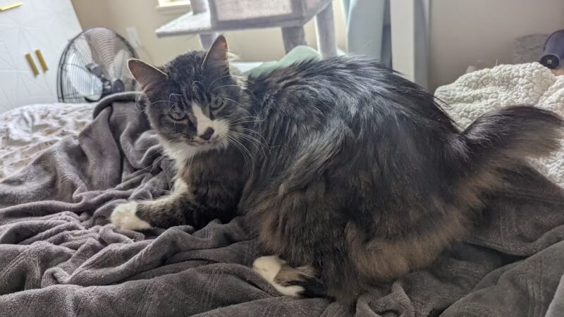 Nassau Humane Society - Fernandina Beach, FL