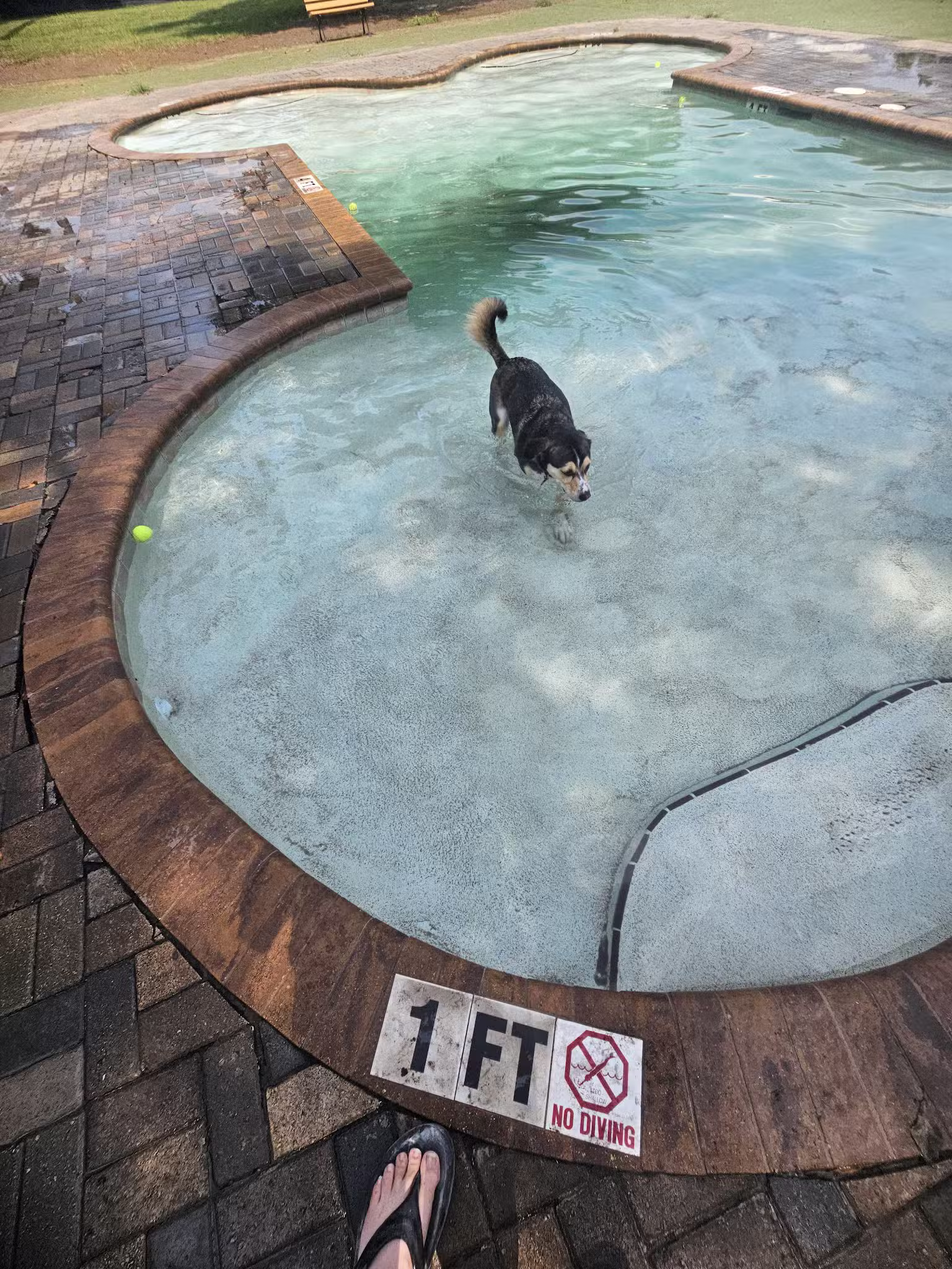 Nassau Humane Society - Fernandina Beach, FL