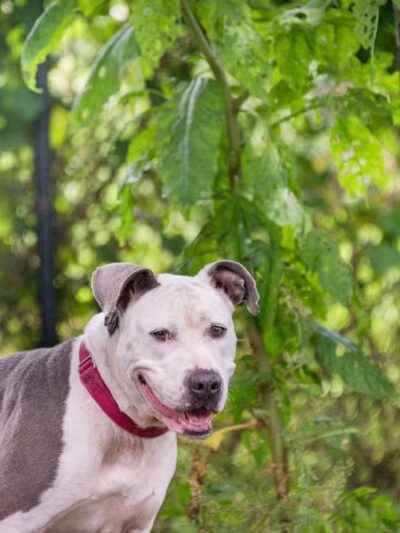 Nassau Humane Society - Fernandina Beach, FL