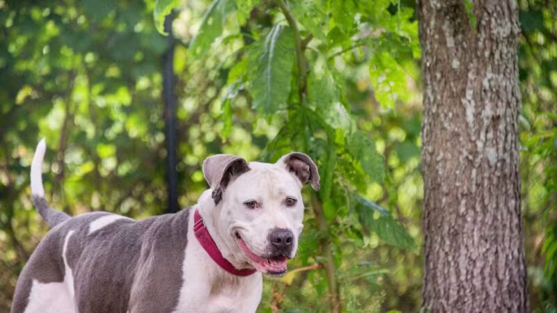 Nassau Humane Society - Fernandina Beach, FL