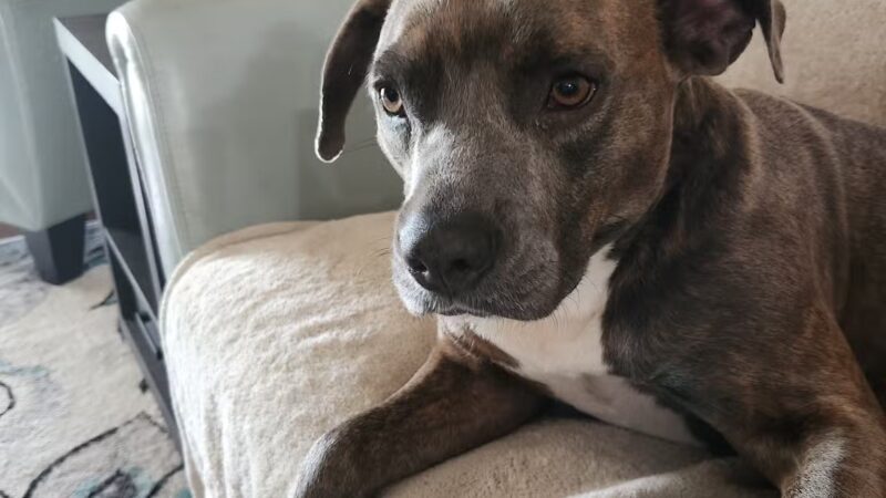 Nassau Humane Society - Fernandina Beach, FL