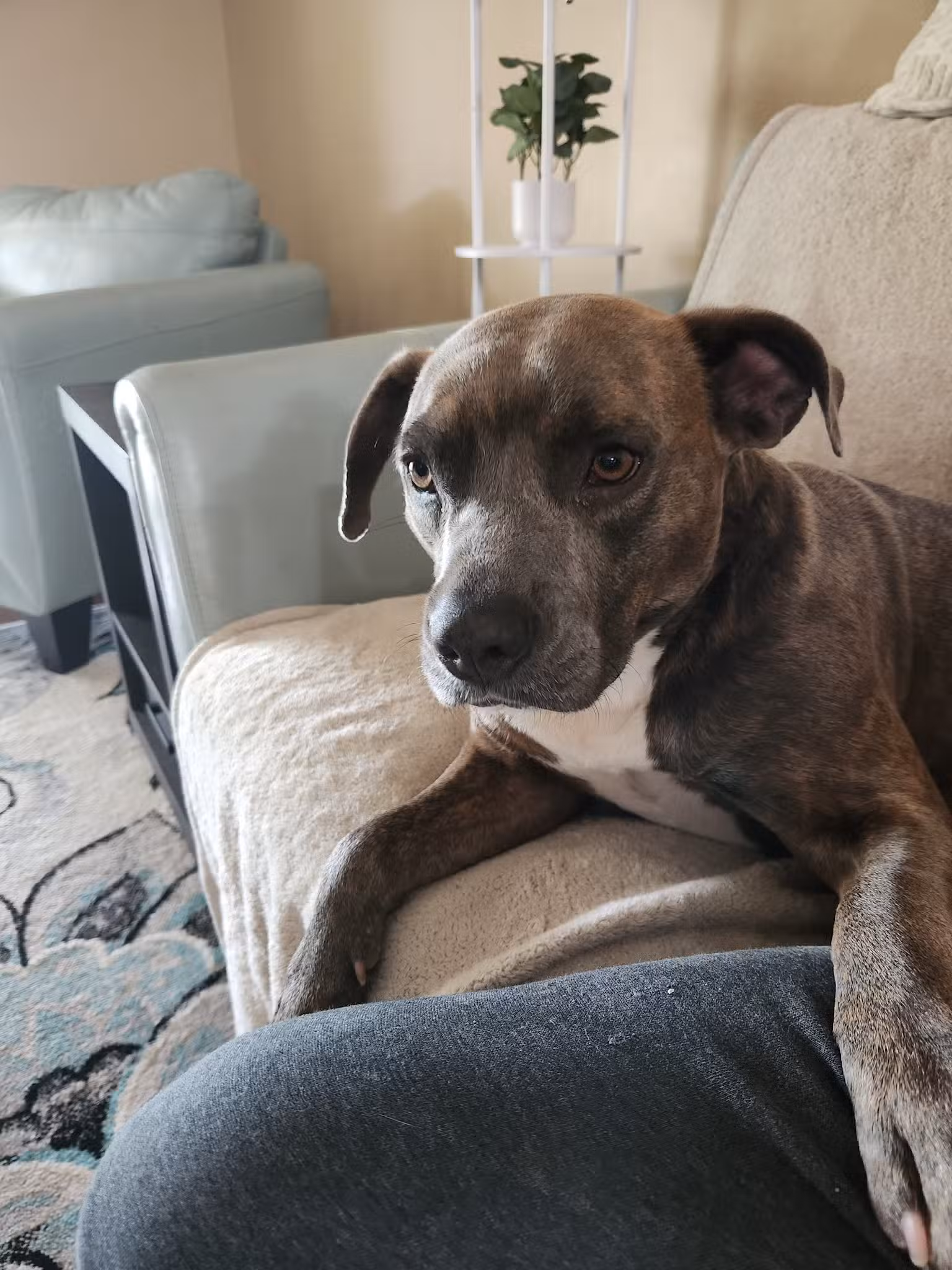 Nassau Humane Society - Fernandina Beach, FL