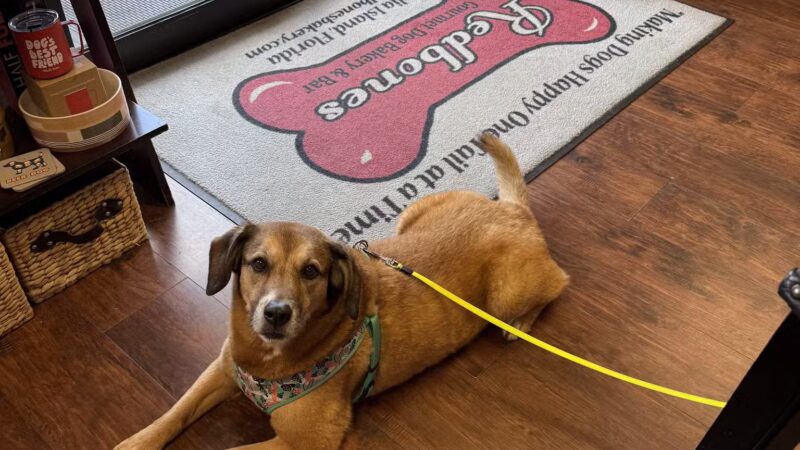 Redbones Dog Bakery & Boutique - Fernandina Beach, FL
