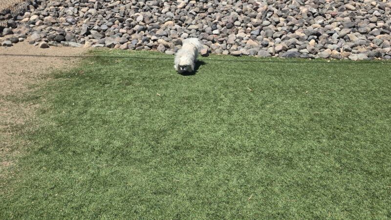 Dog Park at Love's Travel Stops - Fernley, NV