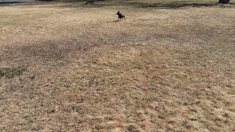 Green Valley Dog Park - Fernley, NV