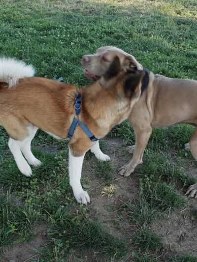 Green Valley Dog Park - Fernley, NV