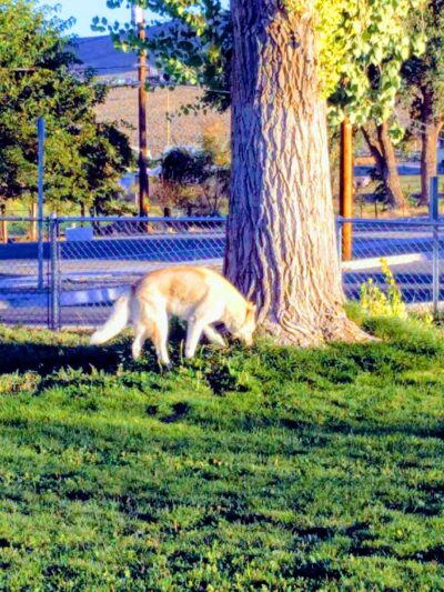 Green Valley Dog Park - Fernley, NV
