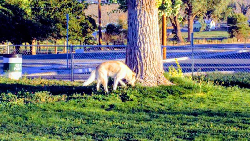 Green Valley Dog Park - Fernley, NV