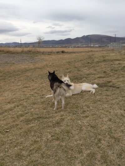 PAW-sitive Play Dog Park - Fernley, NV