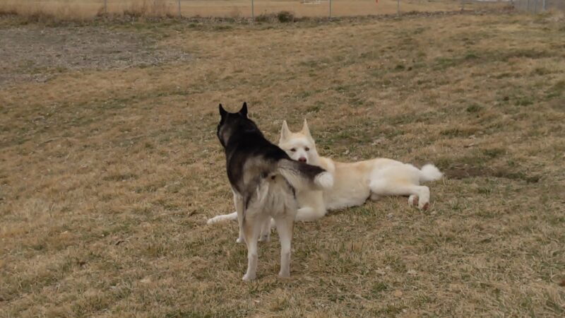 PAW-sitive Play Dog Park - Fernley, NV