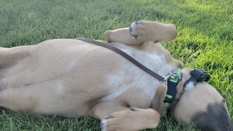 PAW-sitive Play Dog Park - Fernley, NV