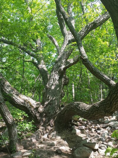 Bennett Hill Preserve - Feura Bush, NY