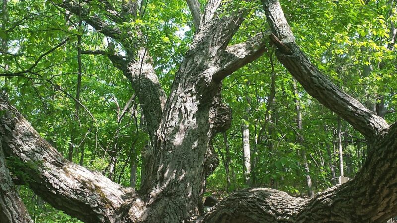 Bennett Hill Preserve - Feura Bush, NY