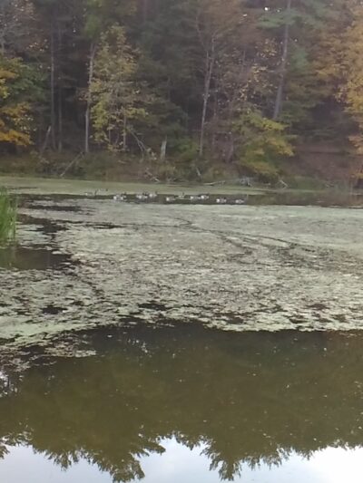 Feura Bush Town Park - Feura Bush, NY