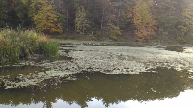 Feura Bush Town Park - Feura Bush, NY