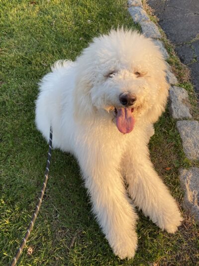 Fido's Fitness Academy - ,