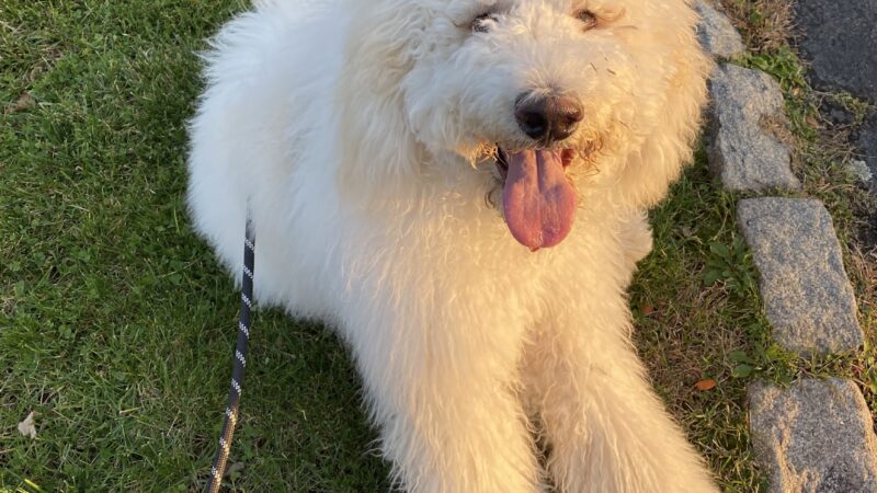 Fido's Fitness Academy - ,